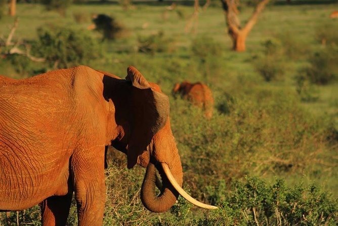 2 Days Safari Tsavo East - The 6 am departure and three-hour drive