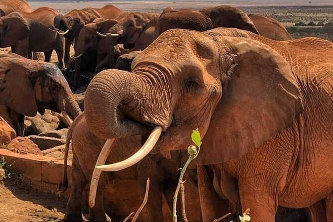 2 Days Safari Tsavo East - Midday at Voi Safari Lodge or a similar camp