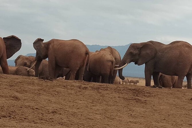 2 Days Safari Tsavo East - The second morning and return toward Mombasa