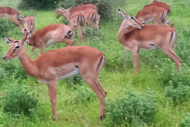 2 Days Safari Tsavo East - The private format and who should choose it