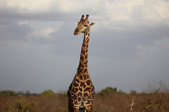 2 Days Safari Tsavo East - Practical details that deserve a closer look