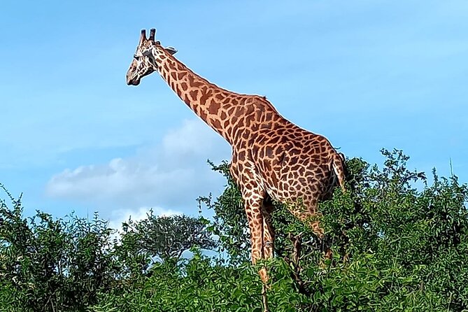 2 Days Safari Tsavo East - First sightings inside Tsavo East