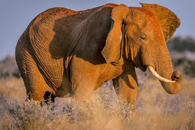 2 Days Tsavo East and Ngutuni Sanctuary starting from Mombasa. - Why this two-day safari works from Mombasa
