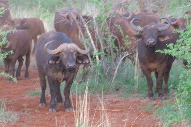 2 Days Tsavo East and Ngutuni Sanctuary starting from Mombasa. - The 6:00 am departure and journey inland