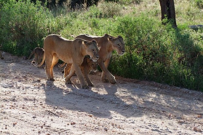 2 Days Tsavo East and Ngutuni Sanctuary starting from Mombasa. - The afternoon drive in Tsavo East
