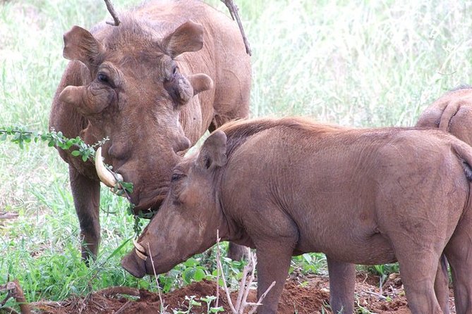 2 Days Tsavo East and Ngutuni Sanctuary starting from Mombasa. - Dawn in Tsavo East, then Ngutuni Sanctuary