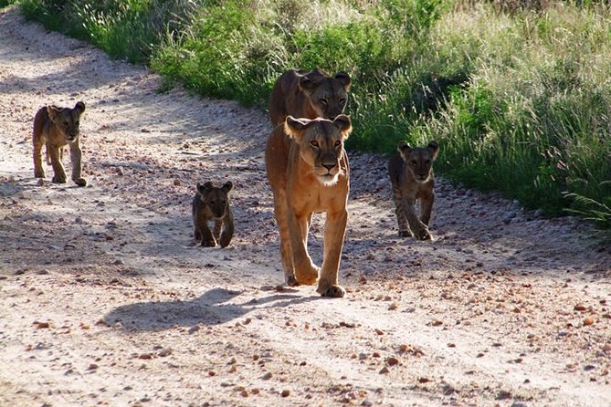 2 Days Tsavo East and Ngutuni Sanctuary starting from Mombasa. - What the guides add to the experience