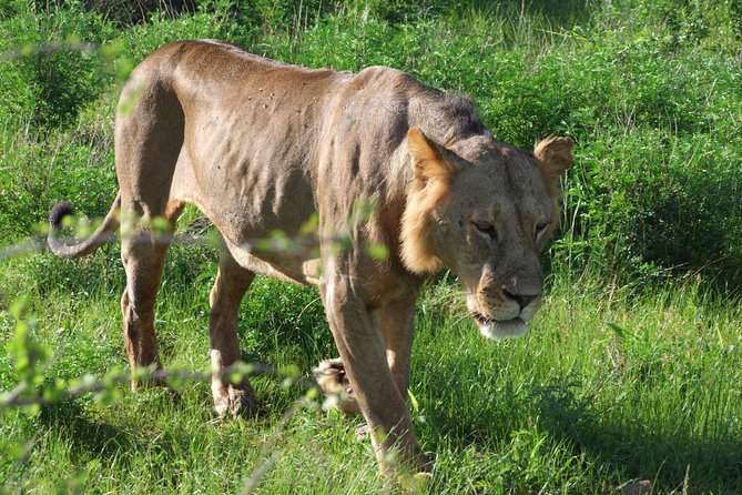 2 Days Tsavo East and Ngutuni Sanctuary starting from Mombasa. - Wildlife expectations: plenty of possibility, no fixed checklist