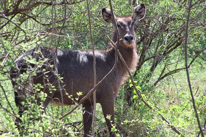 2 Days Tsavo East and Ngutuni Sanctuary starting from Mombasa. - Is $742 a fair price?