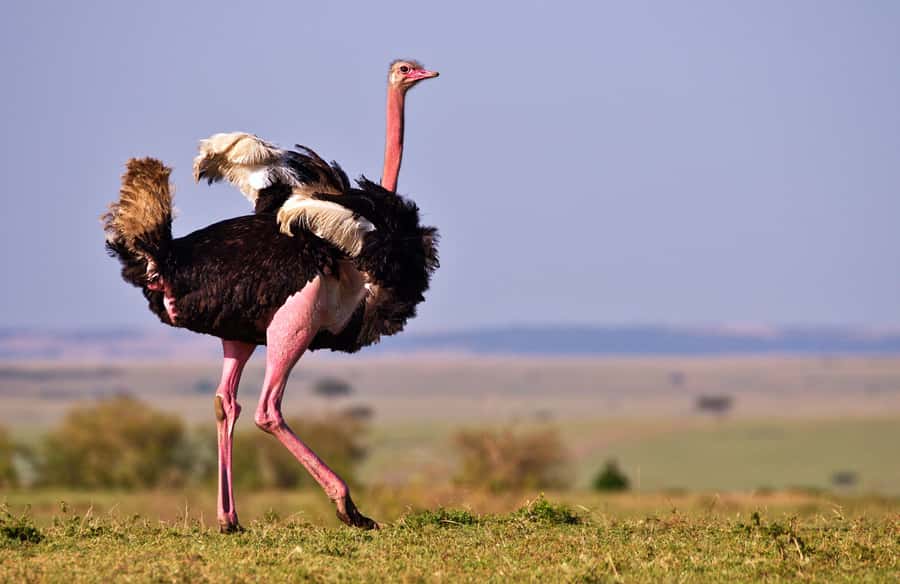 2 days Tsavo East and saltlick safari from Diani/Mombasa - Key points at a glance