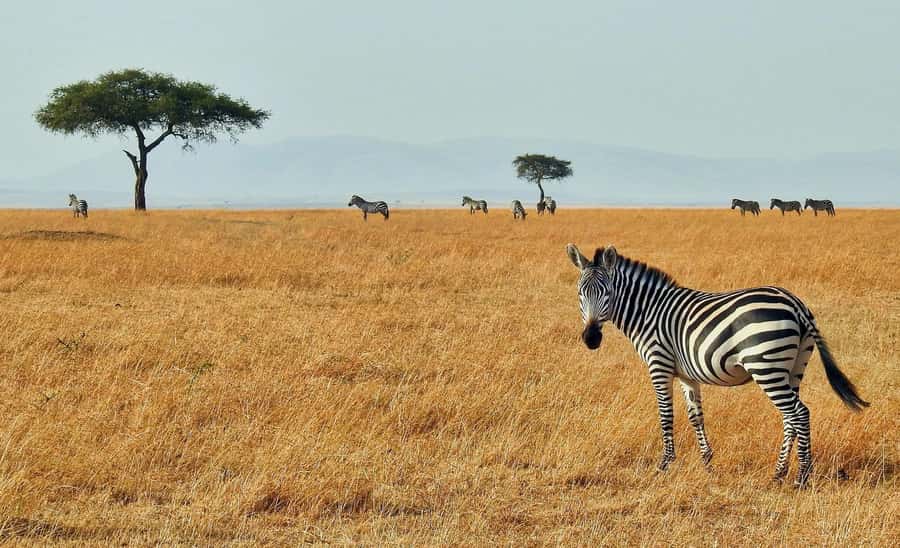 2 days Tsavo East and saltlick safari from Diani/Mombasa - The animals you may see, and what is not guaranteed