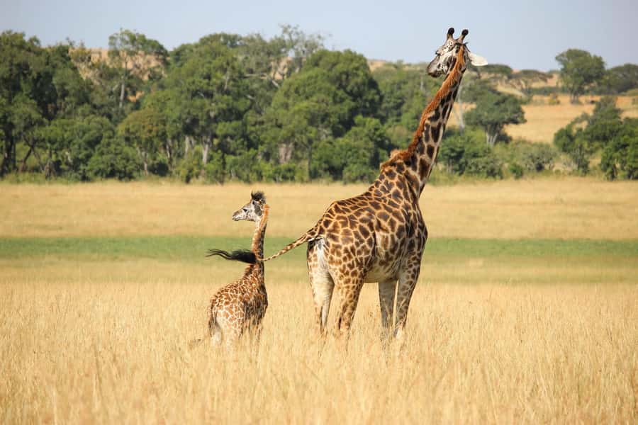 2 days Tsavo East and saltlick safari from Diani/Mombasa - Who should book this safari