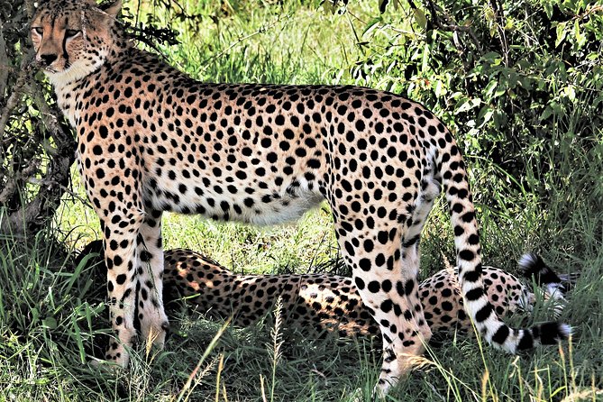 2 Days Tsavo East National Park Tour From Mombasa/Diani (1 Night) - Key points at a glance