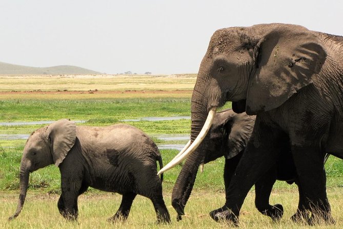 2 Days Tsavo East National Park Tour From Mombasa/Diani (1 Night) - From Mombasa to Tsavo East in one morning