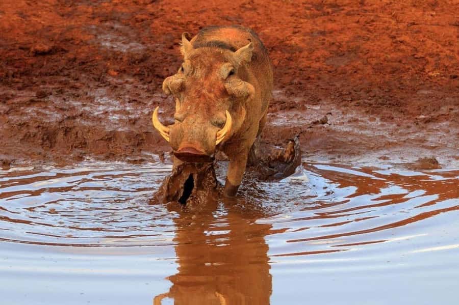2-Days Wildlife Safari to Tsavo East & Tsavo West Park - Key points before you book