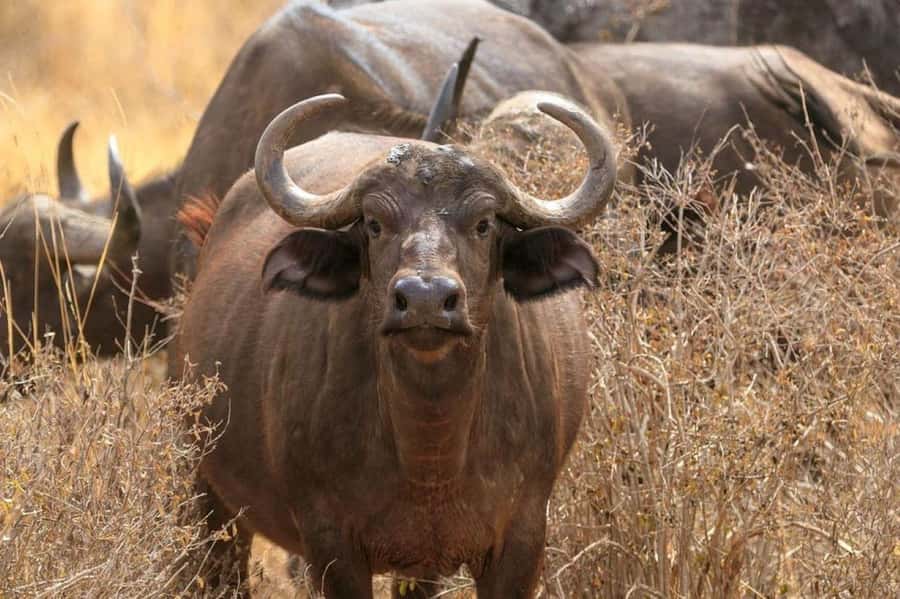 2-Days Wildlife Safari to Tsavo East & Tsavo West Park - Tsavo East, Aruba Dam, and the first animal search