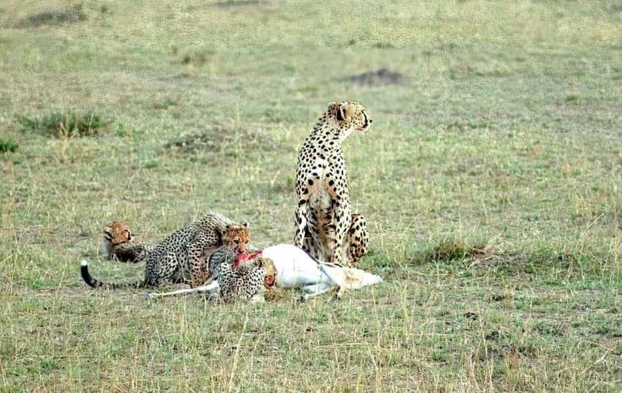 2-Days Wildlife Safari to Tsavo East & Tsavo West Park - Sunrise, Mzima Springs, and the second day