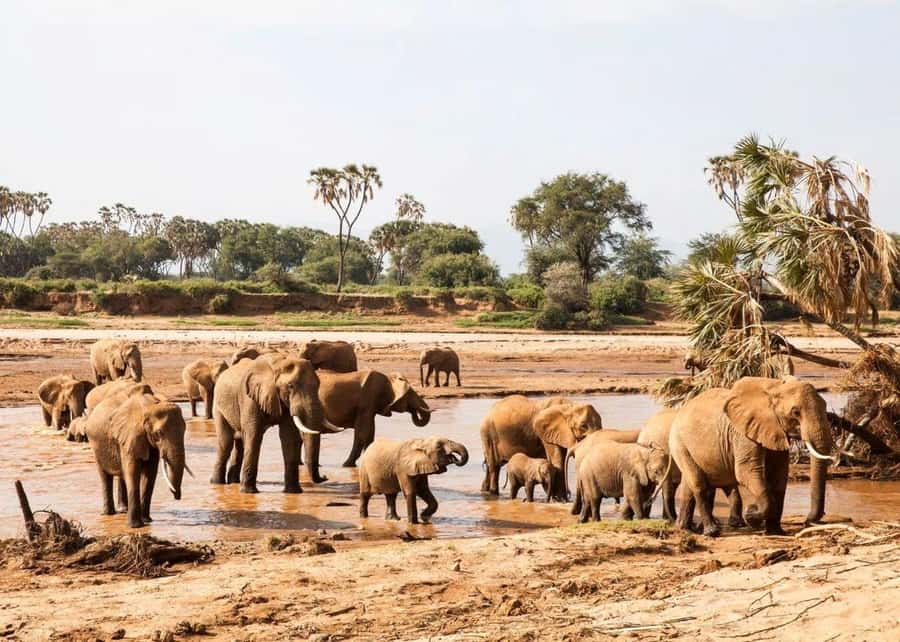 2-Days Wildlife Safari to Tsavo East & Tsavo West Park - Booking decision