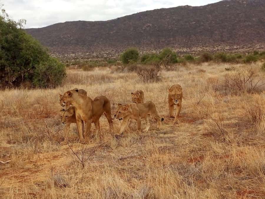 2-Days Wildlife Safari to Tsavo East & Tsavo West Park - The 5:00 a.m. road from the coast to Tsavo East