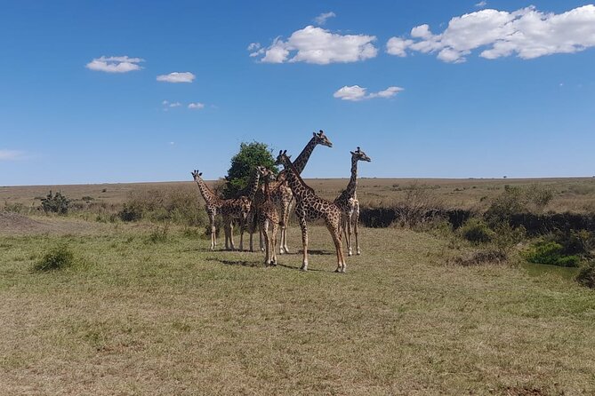 3-Day Amboseli Safari from Nairobi - Why Amboseli works so well for a short safari