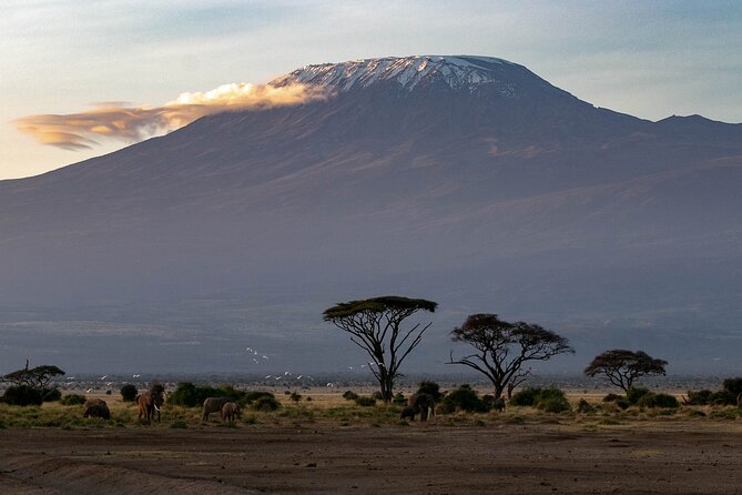 3-Day Amboseli Safari from Nairobi - Private attention or a vehicle of six