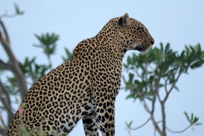 3-Day Maasai Mara Guided Safari From Nairobi - What this three-day Maasai Mara safari really offers