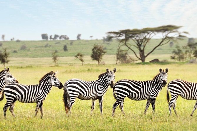 3-Day Maasai Mara Guided Safari From Nairobi - Day 3: A final option, then the road back to Nairobi