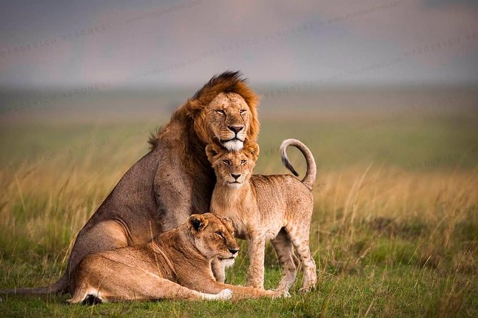 3-Day Maasai Mara Guided Safari From Nairobi - Tented accommodation: know what basic means