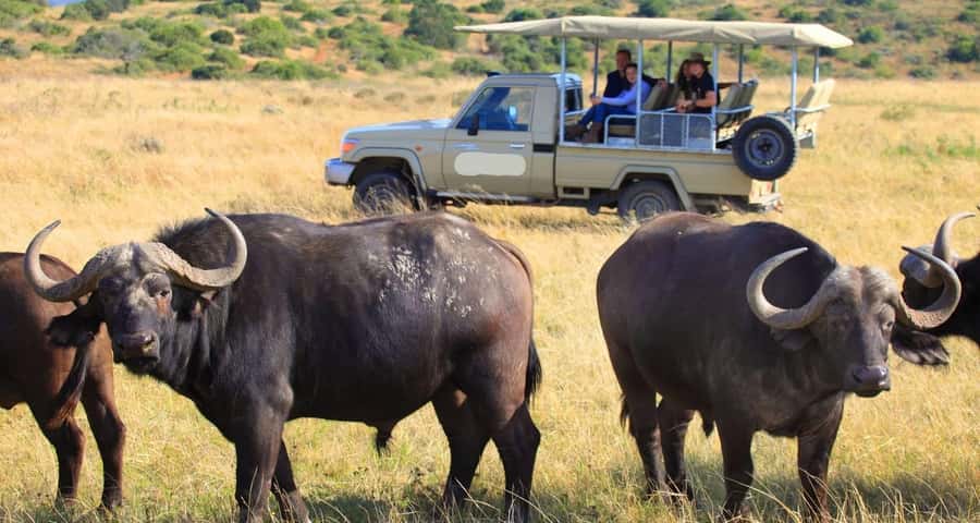 3-Day Maasai Mara Joining Safari at Enkorok Luxury Camp - Day 2: The full Mara day is the heart of the trip