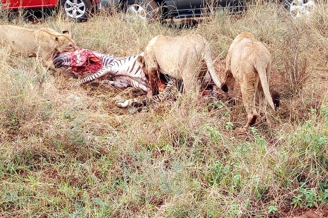 3 Day Maasai Mara & Migration safari - Day two: the main wildlife day