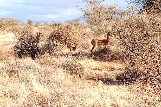 3 Day Maasai Mara & Migration safari - Is $430 good value?