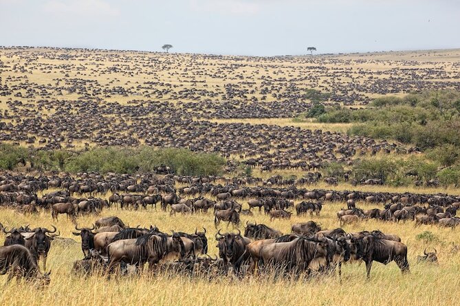 3 Day Masai Mara Budget Joining Safari on 4×4 - Daily Departures - Why three days works well in the Masai Mara