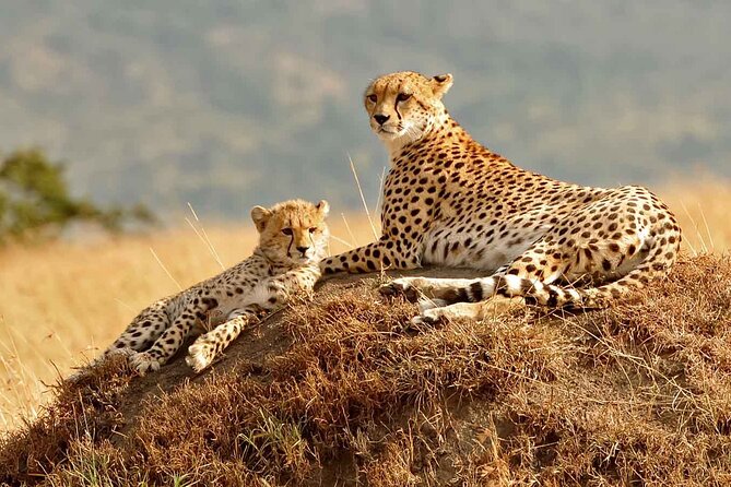 3 Day Masai Mara Budget Joining Safari on 4×4 - Daily Departures - Day 1: Arriving in time for an evening game drive