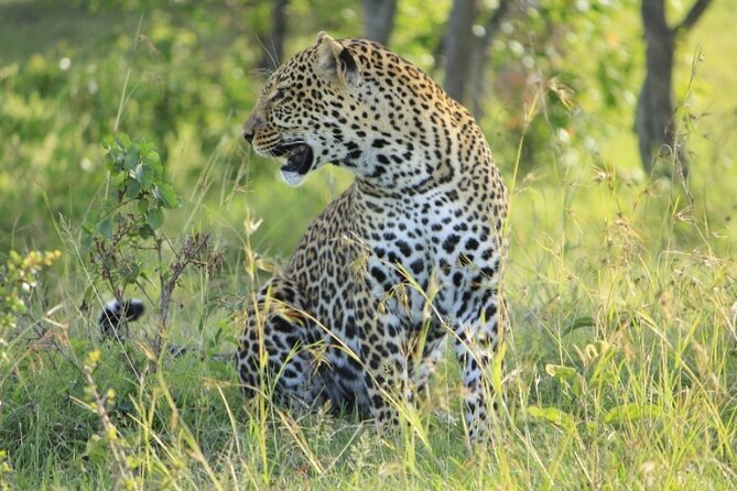 3-Day Masai Mara Group Joining Safari Adventure - Why this three-day Masai Mara plan works