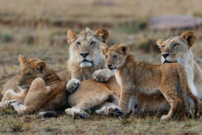 3-Day Masai Mara Group Joining Safari Adventure - The first evening among lions and cheetahs
