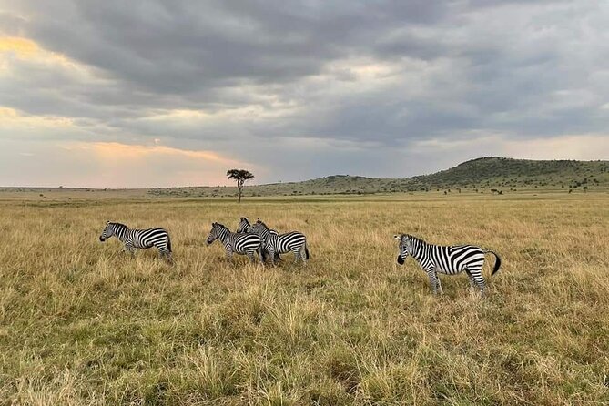 3-Day Masai Mara Group Joining Safari Adventure - Tented accommodation and included meals