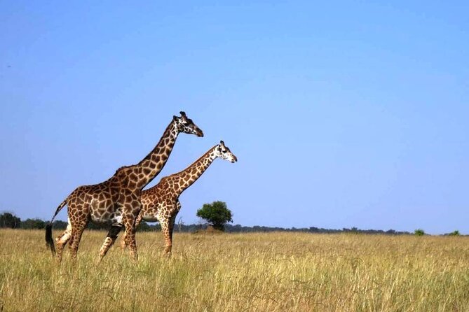 3-Day Masai Mara Group Joining Safari Adventure - Day one: from Nairobi to the Great Rift Valley