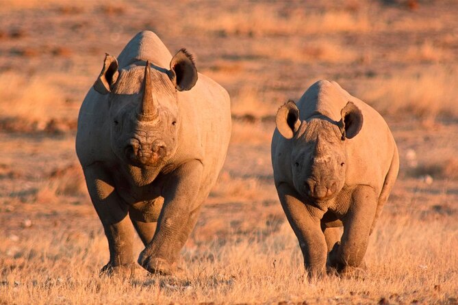 3-Day Masai Mara Group Safari with Pick Up - The early final drive back to Nairobi