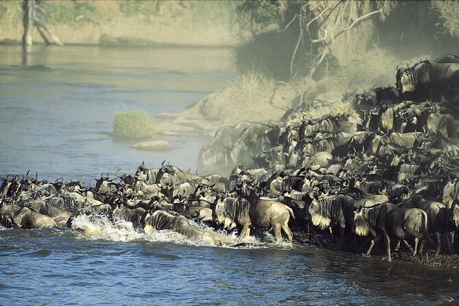 3-Day Masai Mara Group Safari with Pick Up - The optional Maasai visit
