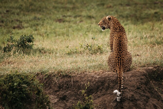 3-Day Masai Mara Luxury Safari - Day three: one final drive before Nairobi