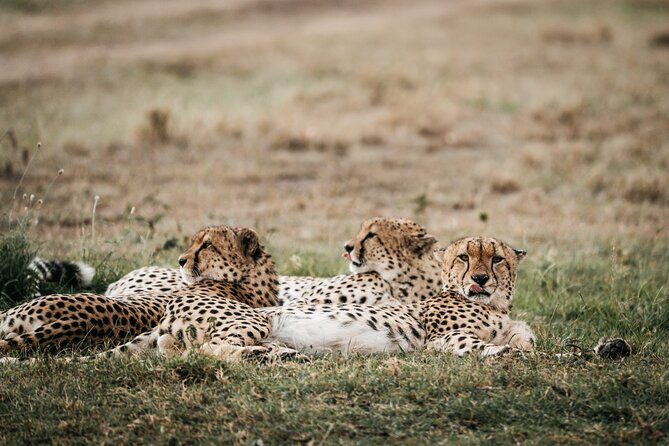 3-Day Masai Mara Luxury Safari - The guides can shape the entire experience
