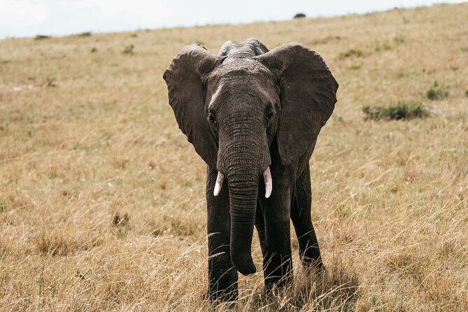 3-Day Masai Mara Luxury Safari - What the $1,702.71 price really buys