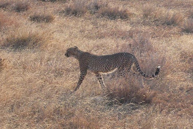 3 Day Masai Mara Safari - What the $929 price covers