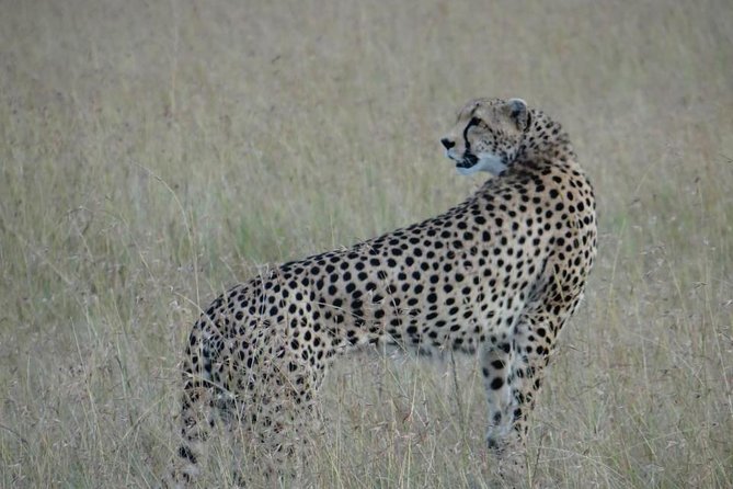 3 Day Masai Mara Safari - Should you book the 3-day Masai Mara safari?