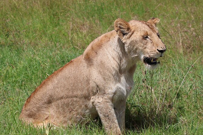 3 Day Private Tour in Maasai Mara with Lodge Luxury with Jeep - Day 1: Nairobi, the Rift Valley, and your first game drive