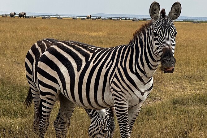 3 Day Private Tour in Maasai Mara with Lodge Luxury with Jeep - Day 2: the full safari day in the reserve