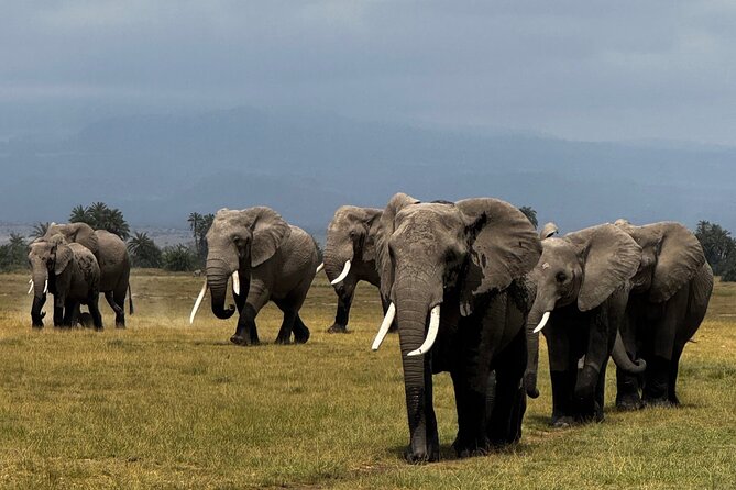 3 Day Private Tour in Maasai Mara with Lodge Luxury with Jeep - Who will get the most from this safari