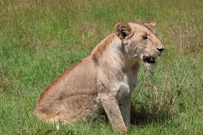 3 Day Private Tour in Maasai Mara with Lodge Luxury with Jeep - Booking advice and final verdict