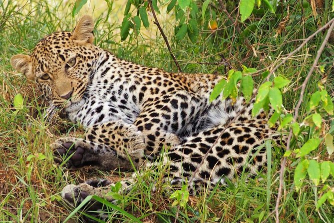 3 days 2 nights budget group safari to Maasai Mara National Reserve - What this three-day Mara trip is really like