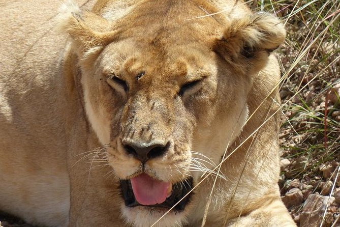 3 days 2 nights budget group safari to Maasai Mara National Reserve - Day 2: Eight hours of wildlife watching